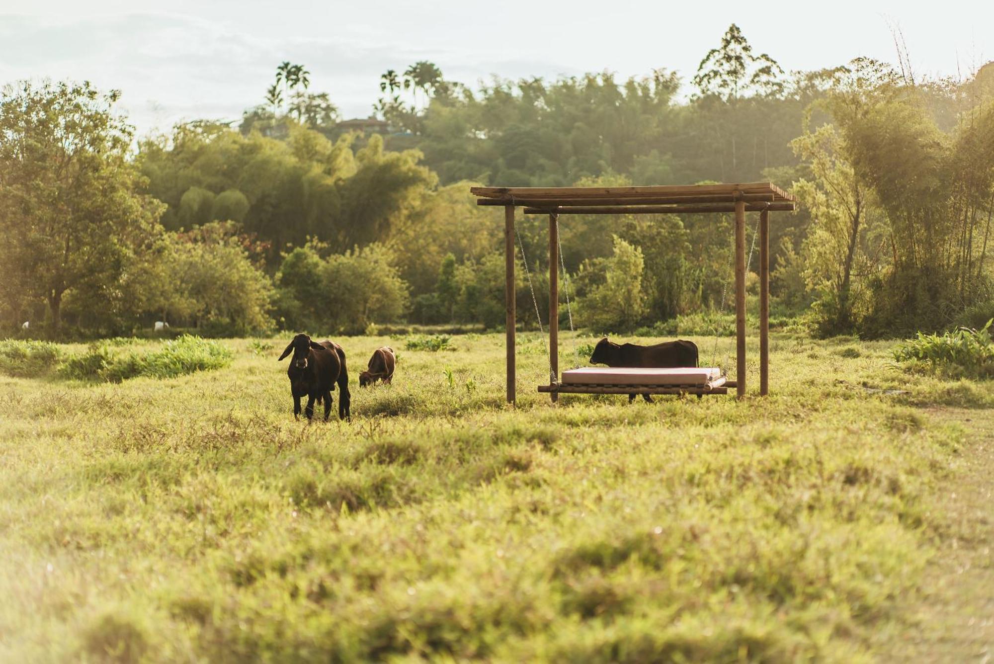 ホテル Glamping Entre Rios Calarcá エクステリア 写真