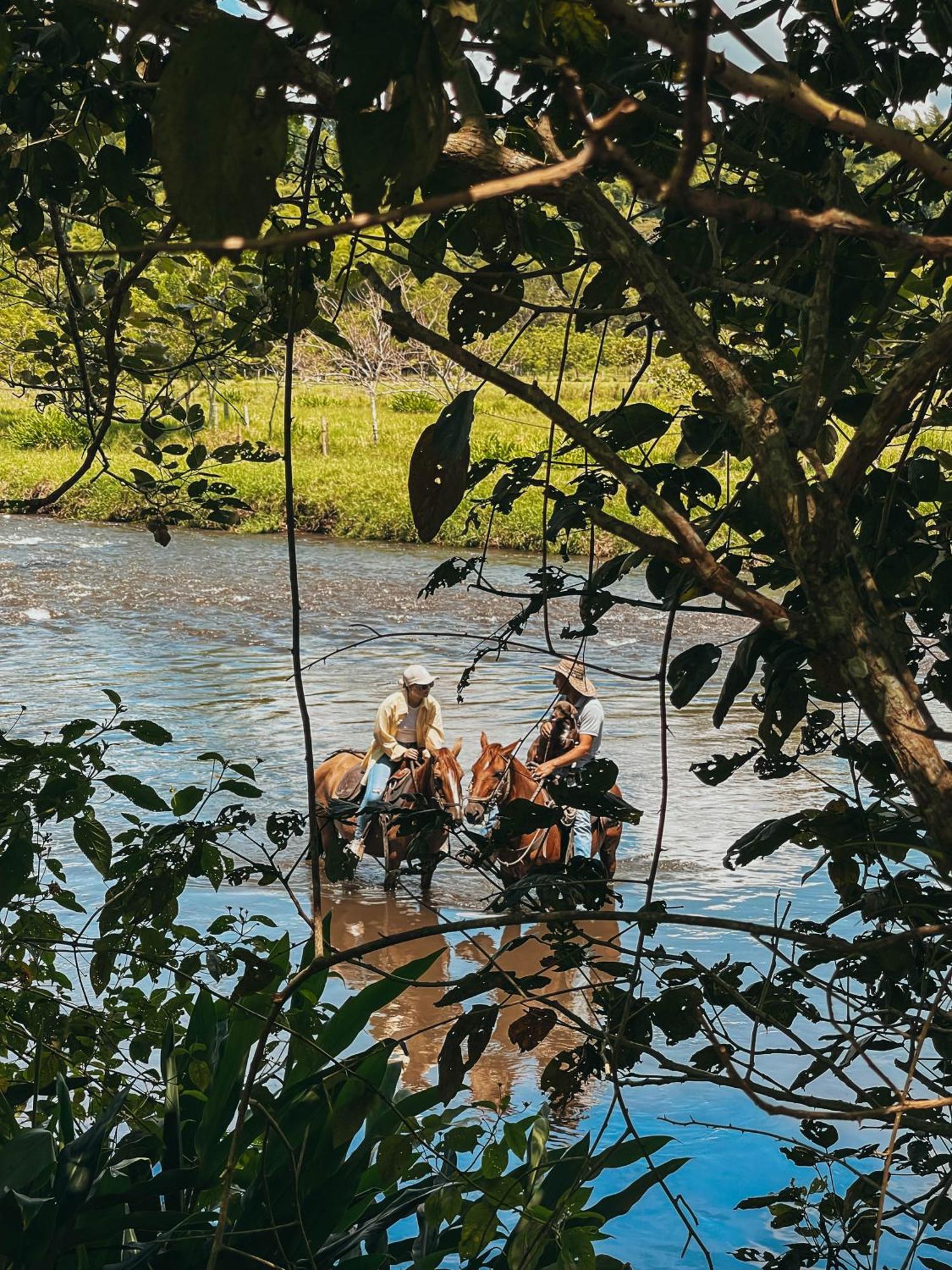 ホテル Glamping Entre Rios Calarcá エクステリア 写真